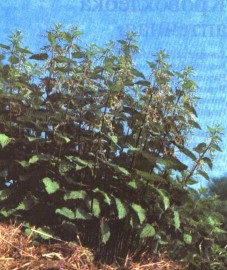 Крапива (Urtica dioica) K31