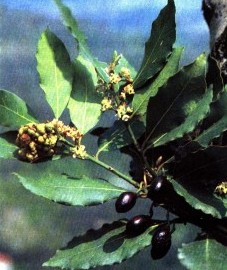 Лавр благородный (Laurus nobilis) L2